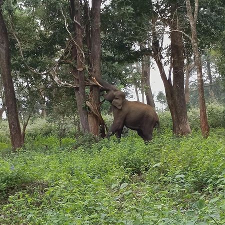 Kuruva Shoreline Wayanad Chegāt Eksteriør bilde