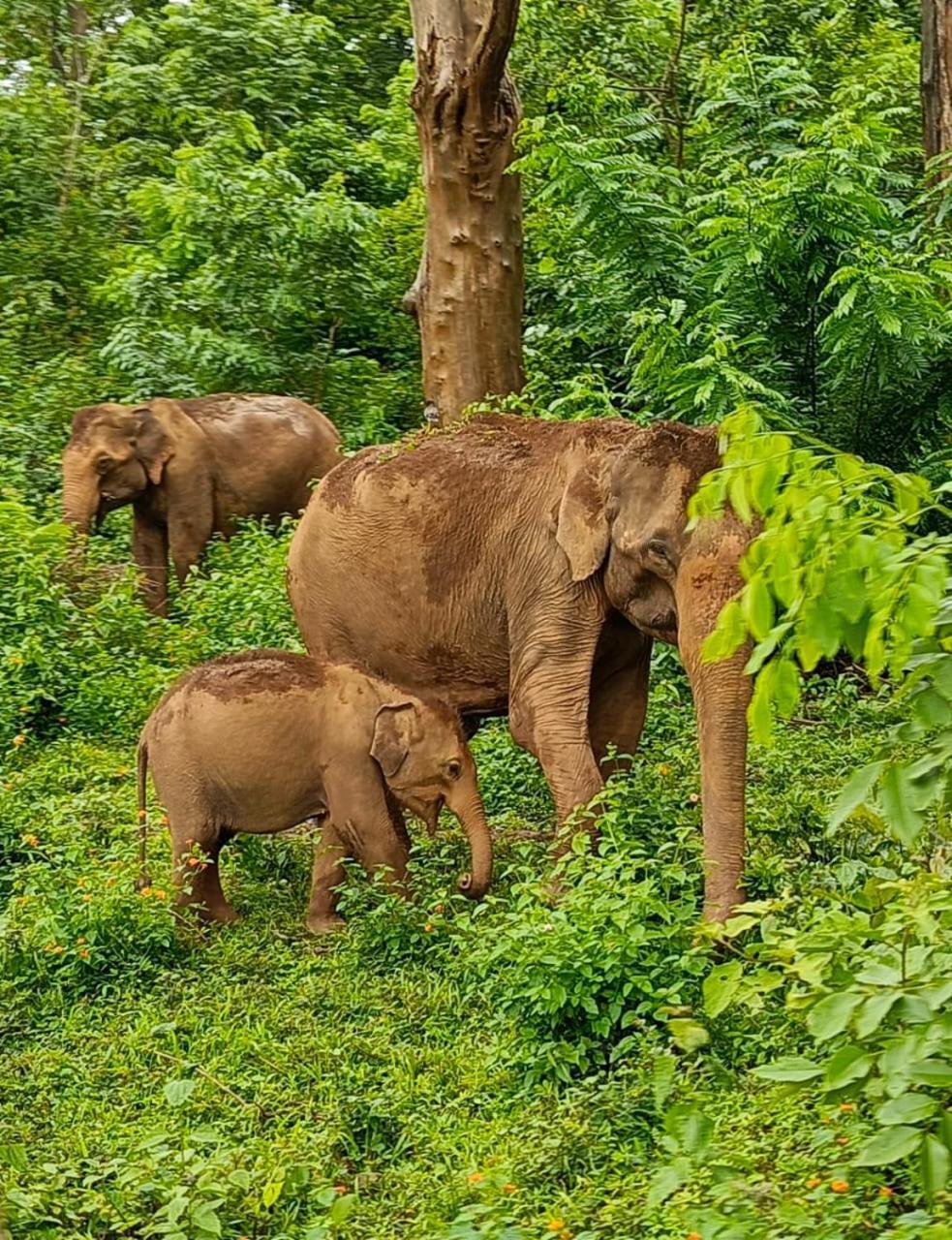 Kuruva Shoreline Wayanad Chegāt Eksteriør bilde