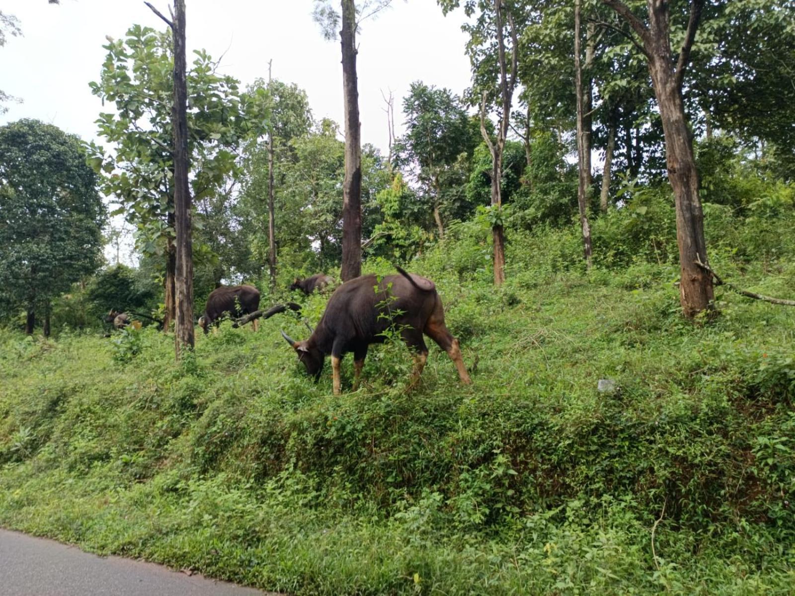 Kuruva Shoreline Wayanad Chegāt Eksteriør bilde