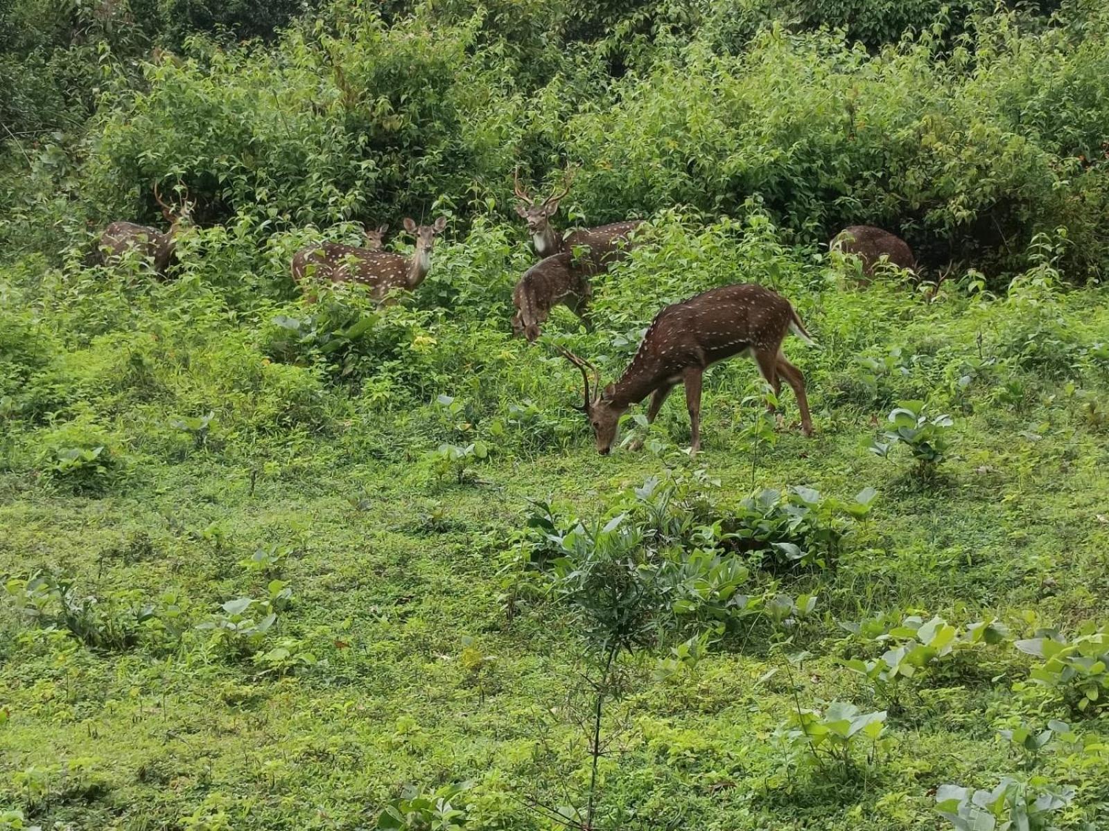 Kuruva Shoreline Wayanad Chegāt Eksteriør bilde
