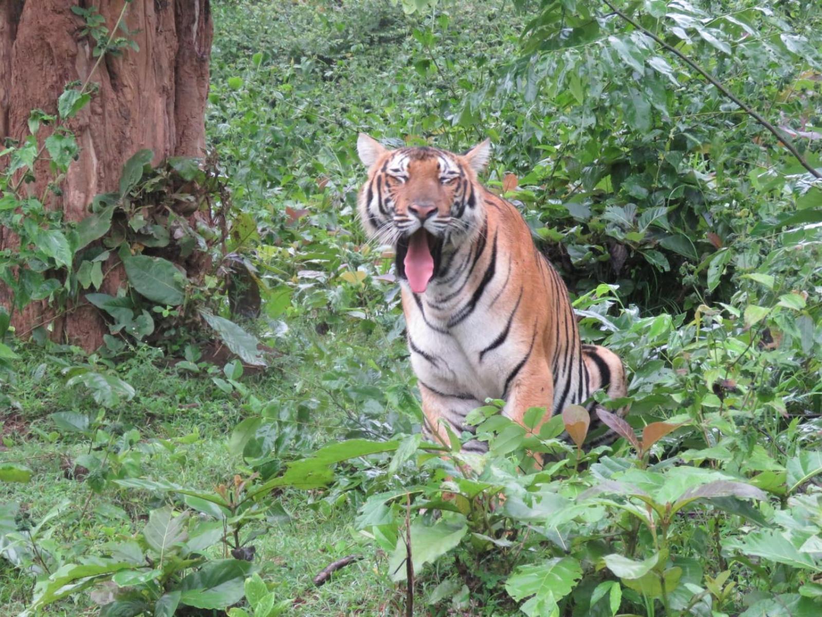 Kuruva Shoreline Wayanad Chegāt Eksteriør bilde