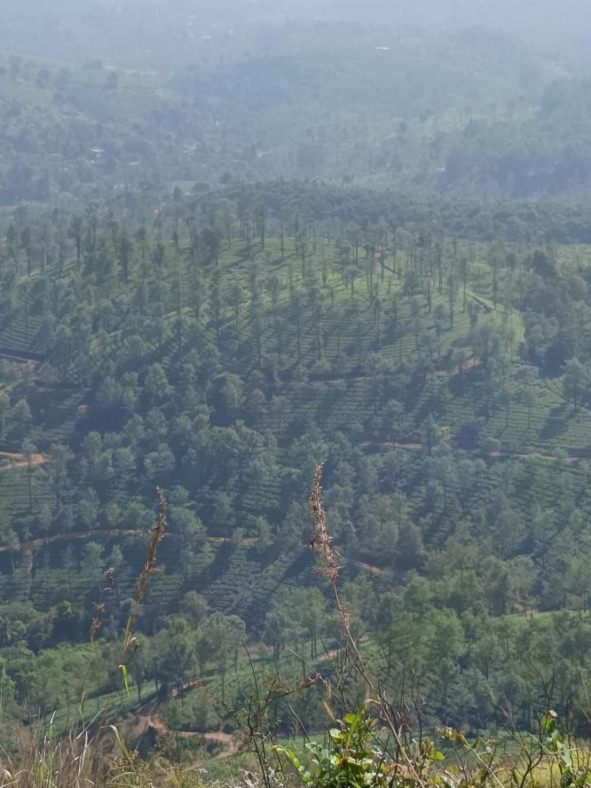Kuruva Shoreline Wayanad Chegāt Eksteriør bilde